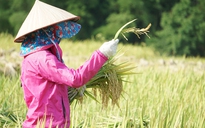 Thanh Hóa: Người dân vùng giãn cách phải âm tính với SARS-CoV-2 mới được đi gặt lúa