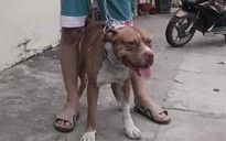 Từ vụ chó pitbull tấn công người phụ nữ tử vong: Nên cấm nuôi chó pitbull ?