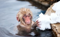 Sở thú Nhật tiêu hủy 57 con khỉ mang gien ‘sinh vật ngoại lai’