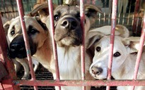 Hàn Quốc đóng cửa chợ thịt chó lớn nhất nước