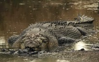 Kinh hoàng cá sấu vây 2 người trên nóc xe suốt 4 ngày ở Úc