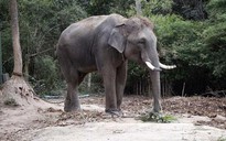 Hướng dẫn viên Trung Quốc bị voi giày chết ở Thái Lan