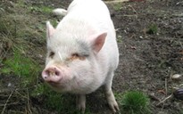 Nhiều người sốc vì lợn ỉ Việt Nam nuôi làm thú cưng bị chủ ăn thịt ở Canada