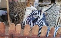 Thật hay đùa: Vườn thú dùng sơn đen biến lừa thành ngựa vằn