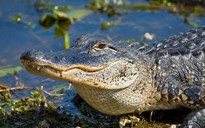 Cá sấu sinh sôi nhanh, tiểu bang Mỹ dỡ lệnh cấm săn bắt