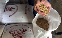 Trung Quốc có thể dừng nhập khẩu toàn bộ đậu nành Mỹ