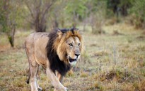 Sư tử vồ chết nhân viên tại vườn thú ở Mỹ