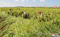 Sau bão, Triều Tiên kêu gọi tăng năng suất lúa bằng 'lòng yêu nước và lương tâm'