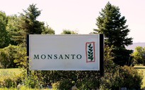 Nhân viên Monsanto người Trung Quốc bị tố trộm bí mật thương mại