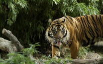 Hổ Sumatra vồ chết 2 người trong chưa đầy 1 tháng ở Indonesia
