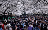 Vì dịch COVID-19, Tokyo kêu gọi người dân sang năm hãy ngắm hoa anh đào