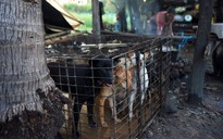 Campuchia cấm thịt chó tại tỉnh Siem Reap, người vi phạm có thể bị 5 năm tù