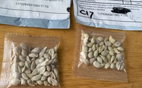 Amazon cấm bán hạt giống từ nước ngoài vào Mỹ sau vụ 'hạt giống bí ẩn'
