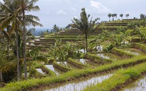 Indonesia truy tìm chủ nhân ‘biệt thự khiêu dâm’ ở Bali