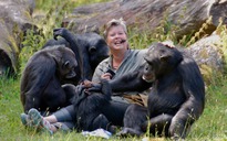 Thoát khỏi vườn thú, 4 con tinh tinh bị bắn chết vì thiếu thuốc mê