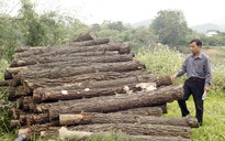 Chuyên gia trồng rừng thành 'kẻ trộm': Đổi tội danh sang 'hủy hoại tài sản'