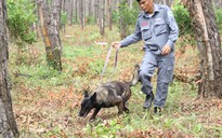 Lần đầu tiên đưa chó nghiệp vụ đi rà mìn ở Việt Nam