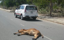 Đâm đầu vào taxi, bò chết tại chỗ