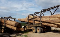 Liên tục phát hiện vận chuyển gỗ lậu quy mô lớn ở Tây Nguyên