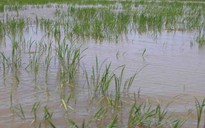 Gần 6.000 ha lúa trên đất nuôi tôm bị thiệt hại trắng