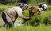 Campuchia không đạt mục tiêu xuất khẩu gạo năm 2015