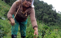 'Nữ hoàng sâm dây' Tây nguyên