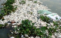 Cá nuôi trên sông chết hàng loạt