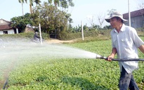 Bí quyết làm giàu: Sống khỏe nhờ trồng rau sạch