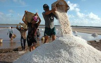 TP.HCM mua 30.000 tấn muối 'cứu' diêm dân Cần Giờ