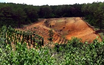 Phá rừng thông để lấy đất sản xuất
