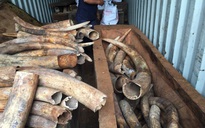 Hơn 2 tấn ngà voi nhập lậu tinh vi ở Cảng Cát Lái là ngà voi châu Phi
