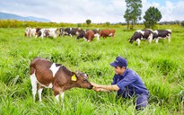 Vinamilk đạt chứng nhận trang trại bò sữa organic đầu tiên tại Việt Nam