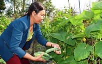 Sáng tạo làm giàu trên đất cát bạc màu