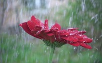 Những lợi ích ít người biết về nước mưa