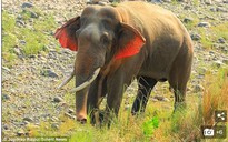 Lạ lùng với chú voi có đôi tai màu đỏ ở Ấn Độ
