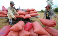 Giá lúa tăng mạnh, nông dân ĐBSCL phấn khởi