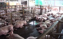 Thú y sơ hở trong vụ thương lái tiêm thuốc an thần vào heo