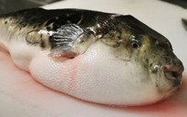 Cá nóc độc lọt ra thị trường ở Nhật