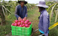 Thương lái Trung Quốc gom thanh long tết