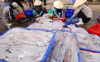 Đài Loan tăng nhập khẩu mực, bạch tuộc Việt Nam nhờ giá rẻ