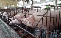 Đồng Nai họp khẩn đối phó dịch tả lợn châu Phi