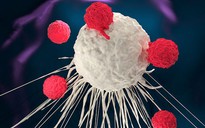 Phương pháp mới 'đánh bại' tế bào ung thư phổi và vú