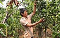 Bí quyết làm giàu: Thu lợi kép từ trồng cây ăn trái xen cà phê