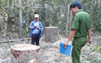 Vụ cưa trộm gỗ trong rừng phòng hộ Dầu Tiếng: Củng cố hồ sơ để khởi tố
