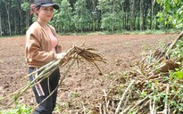 Hơn 360 ha sắn ở Kon Tum bị bệnh khảm lá