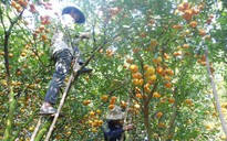 'Thủ phủ' quýt hồng điêu đứng vì cây chết