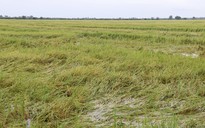 Hơn 10.000 ha lúa ở Thừa Thiên - Huế bị thiệt hại nặng do mưa lớn