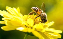 Nọc độc ong mật tiêu diệt tế bào ung thư vú