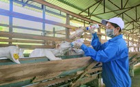 Bí quyết làm giàu: Trang trại dê sữa kết hợp du lịch