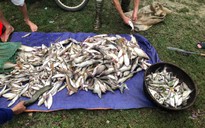 Cá chết hàng loạt trên các sông ở Thanh Hóa, Nghệ An
